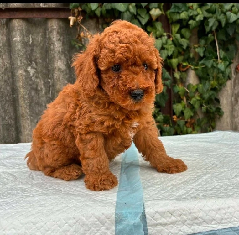 pudel red 2luni