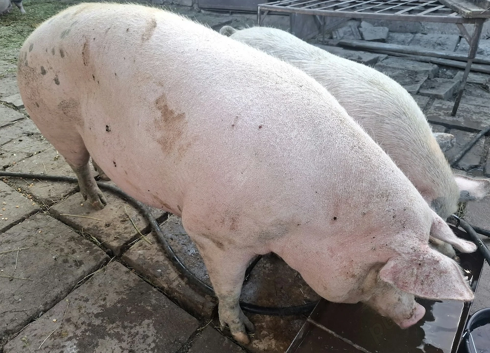 Porci rasa Marele Alb de vanzare