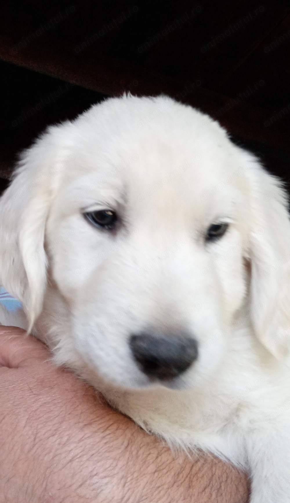 Căței Golden Retriever