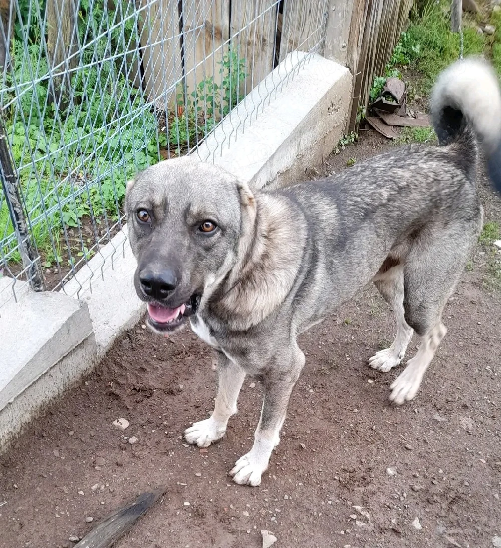 Vand kangal mascul si femelă