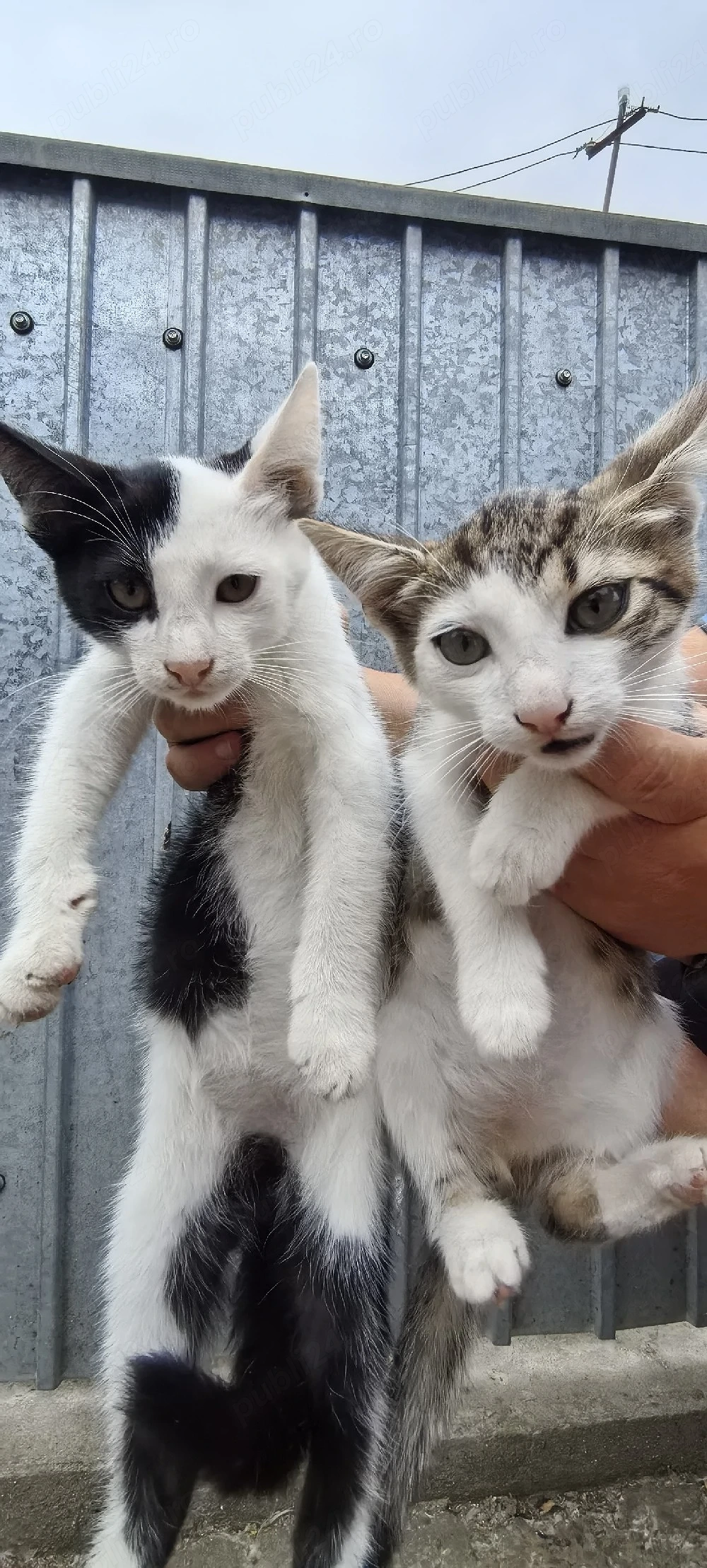 Pisici spre adoptie