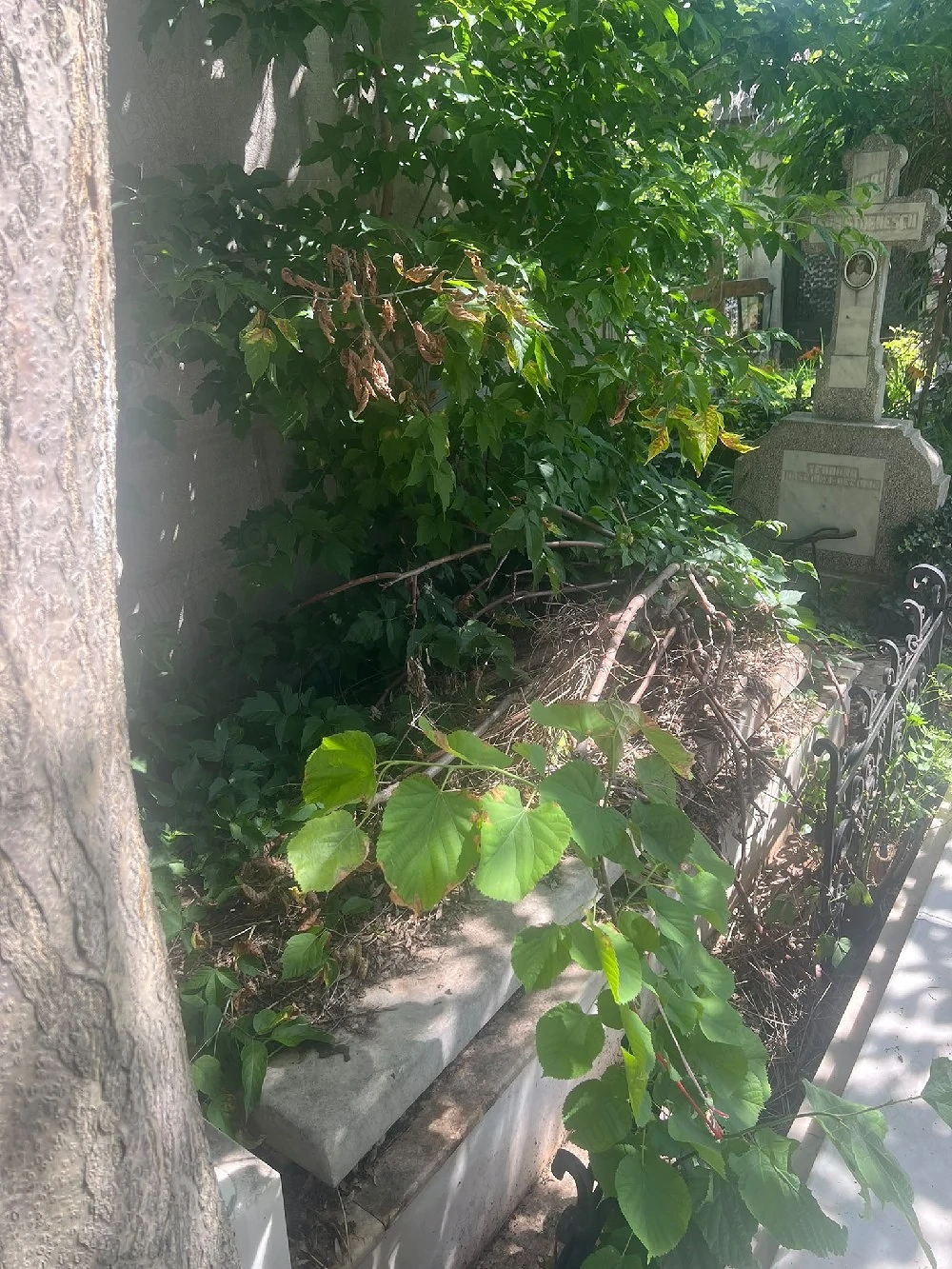 Loc de veci cimitirul Iancu Nou