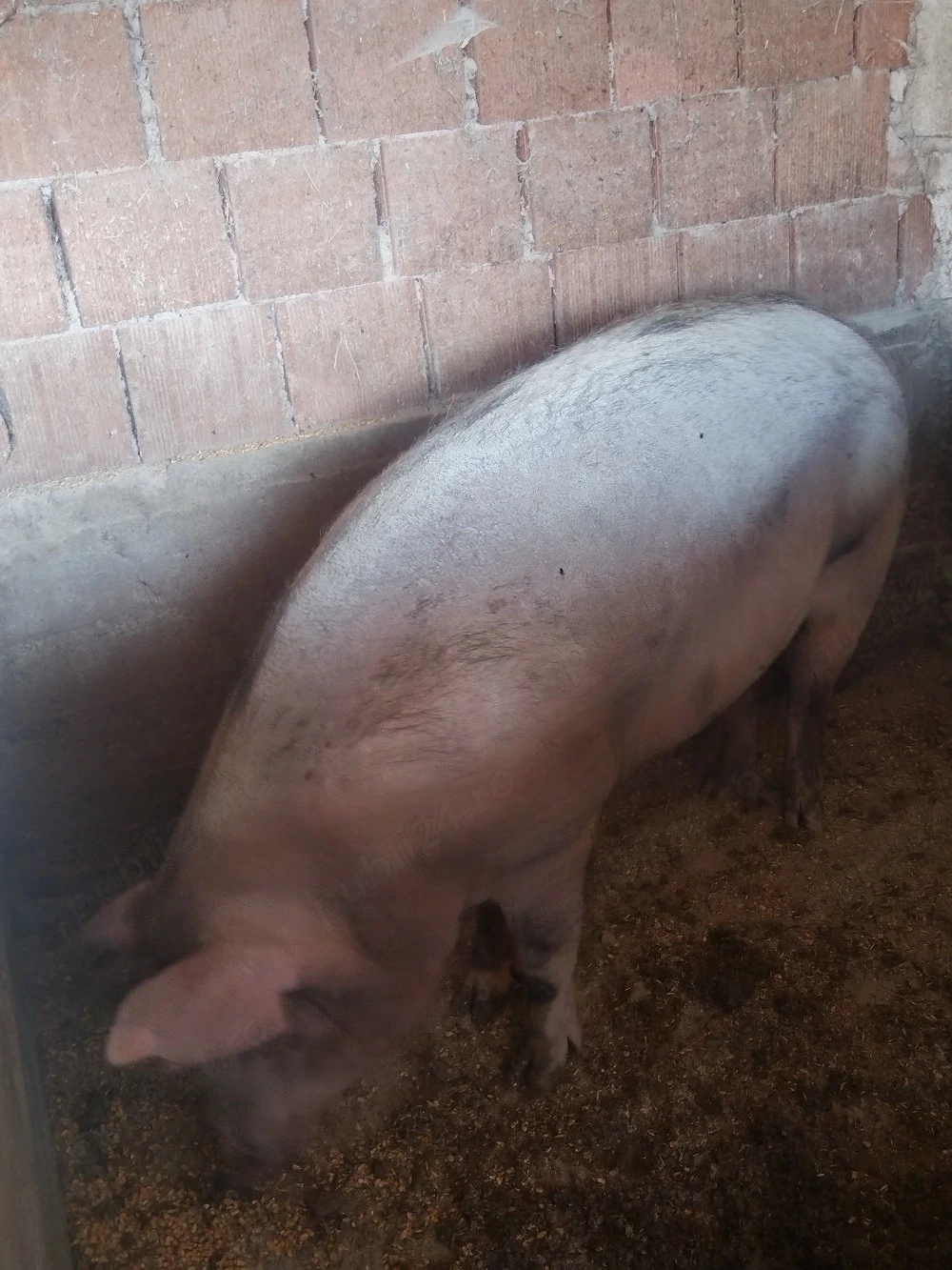 De vânzare un porc și o grasunita 