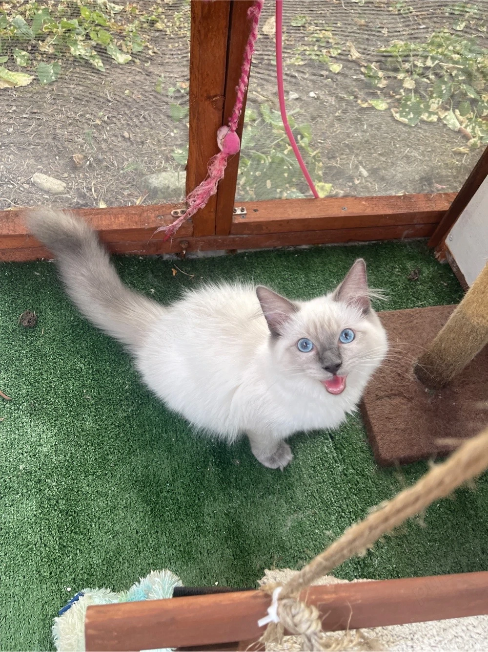 Ragdoll pisicute