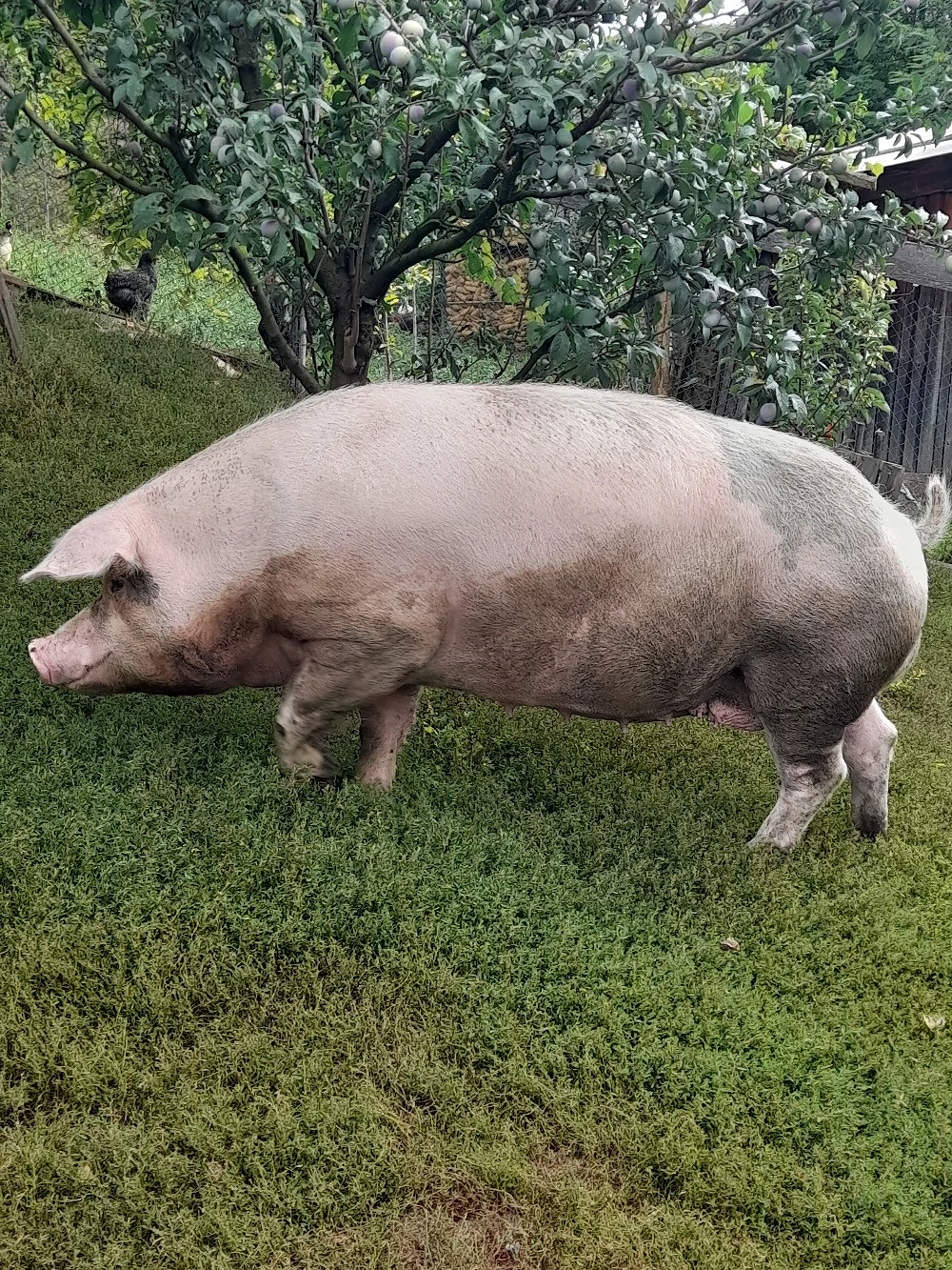 vand porc mare