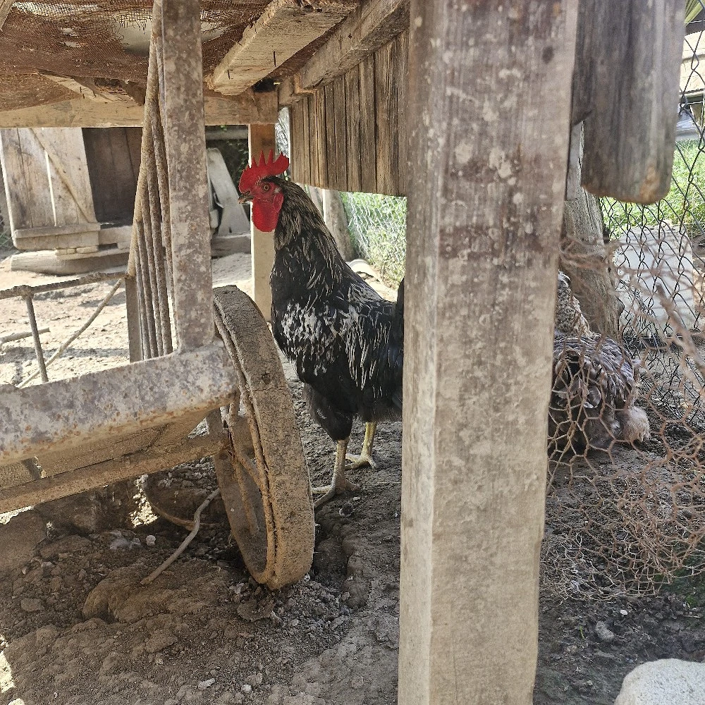 Pui de curte casa 