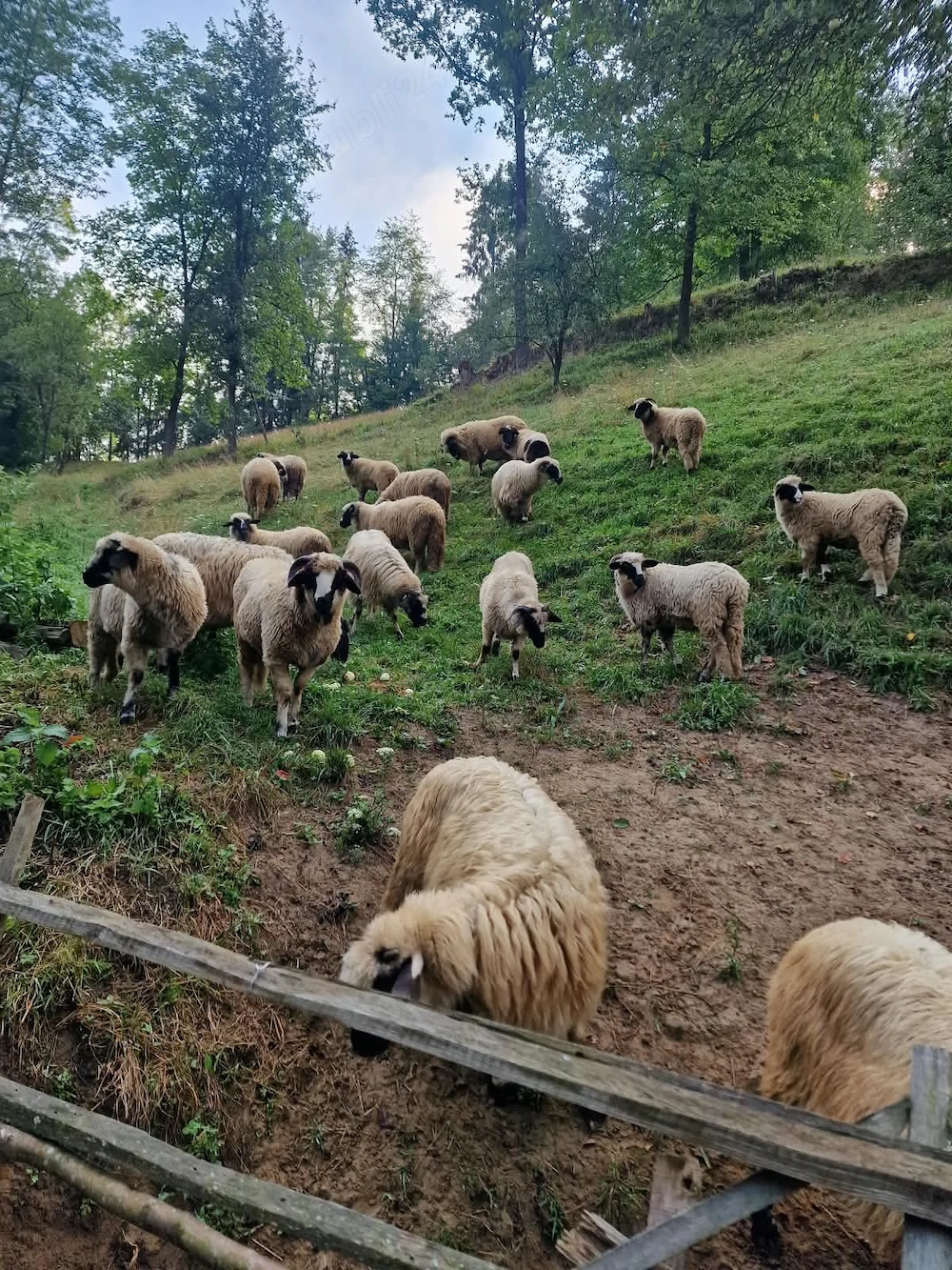 Oi breze de Petroșani 1 200 lei bucata 