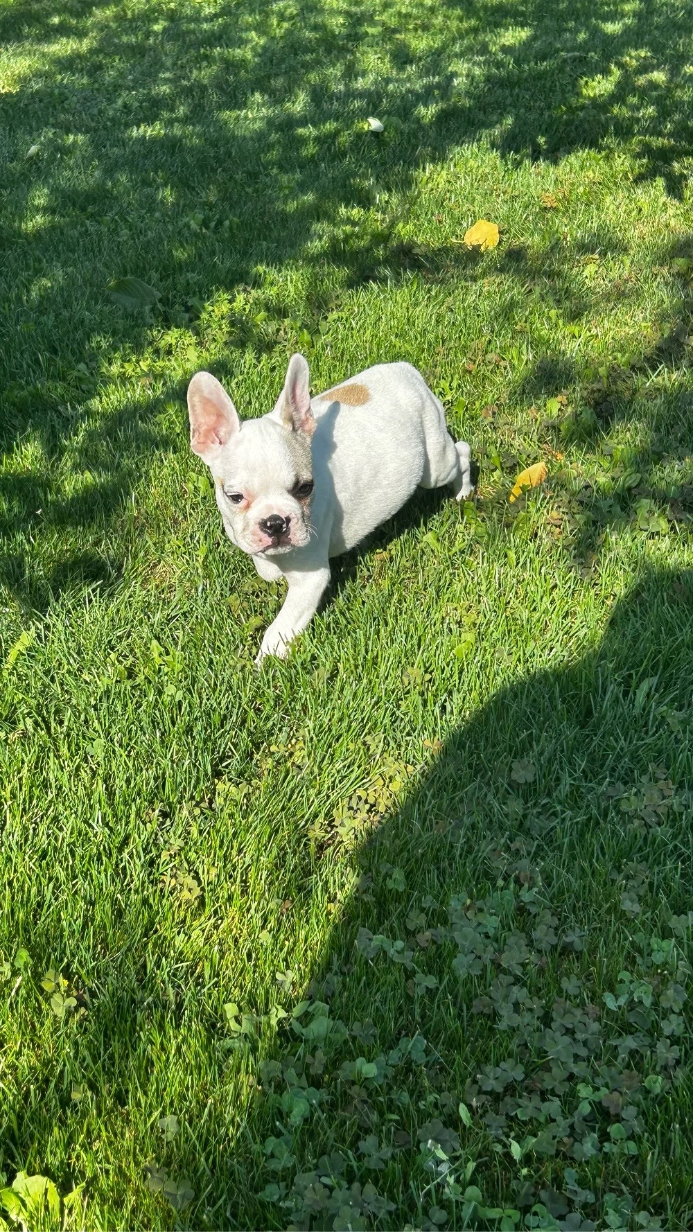 buldog francez 