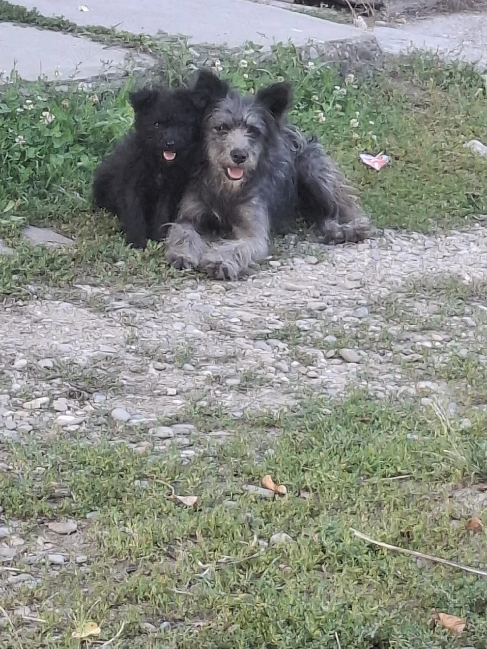 femelă de întors oi