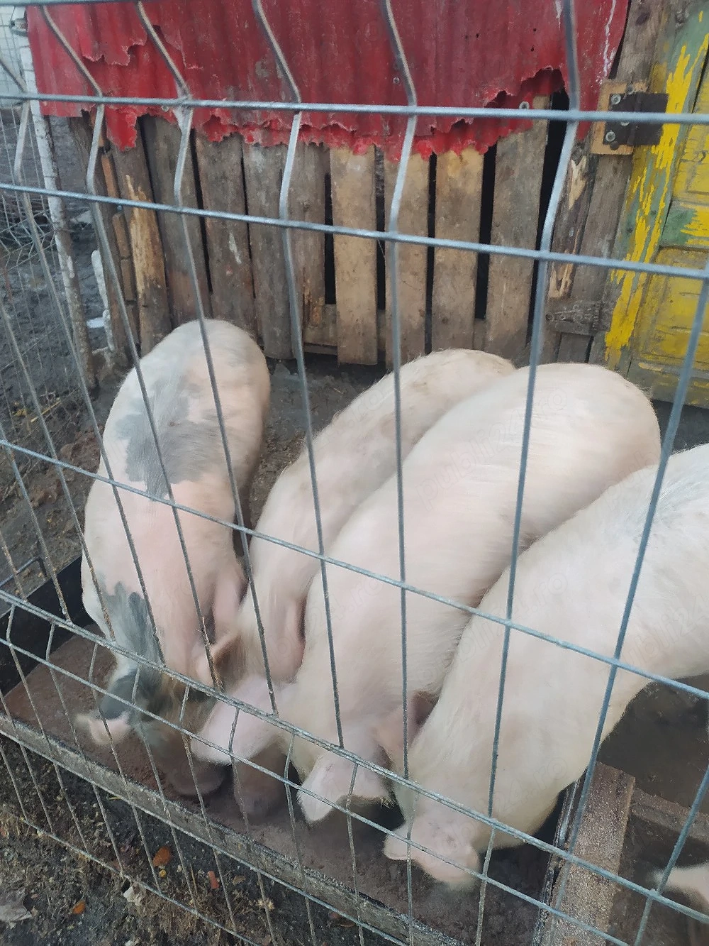porci de vanzare