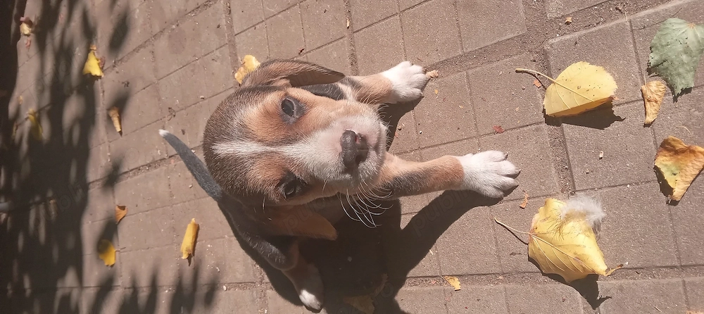 Catei Beagle o724156846