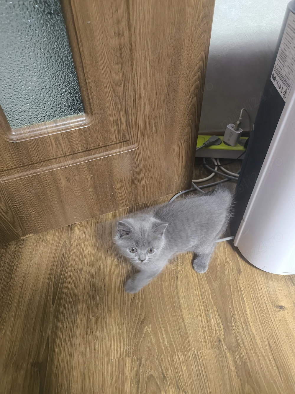 British Shorthair craiova