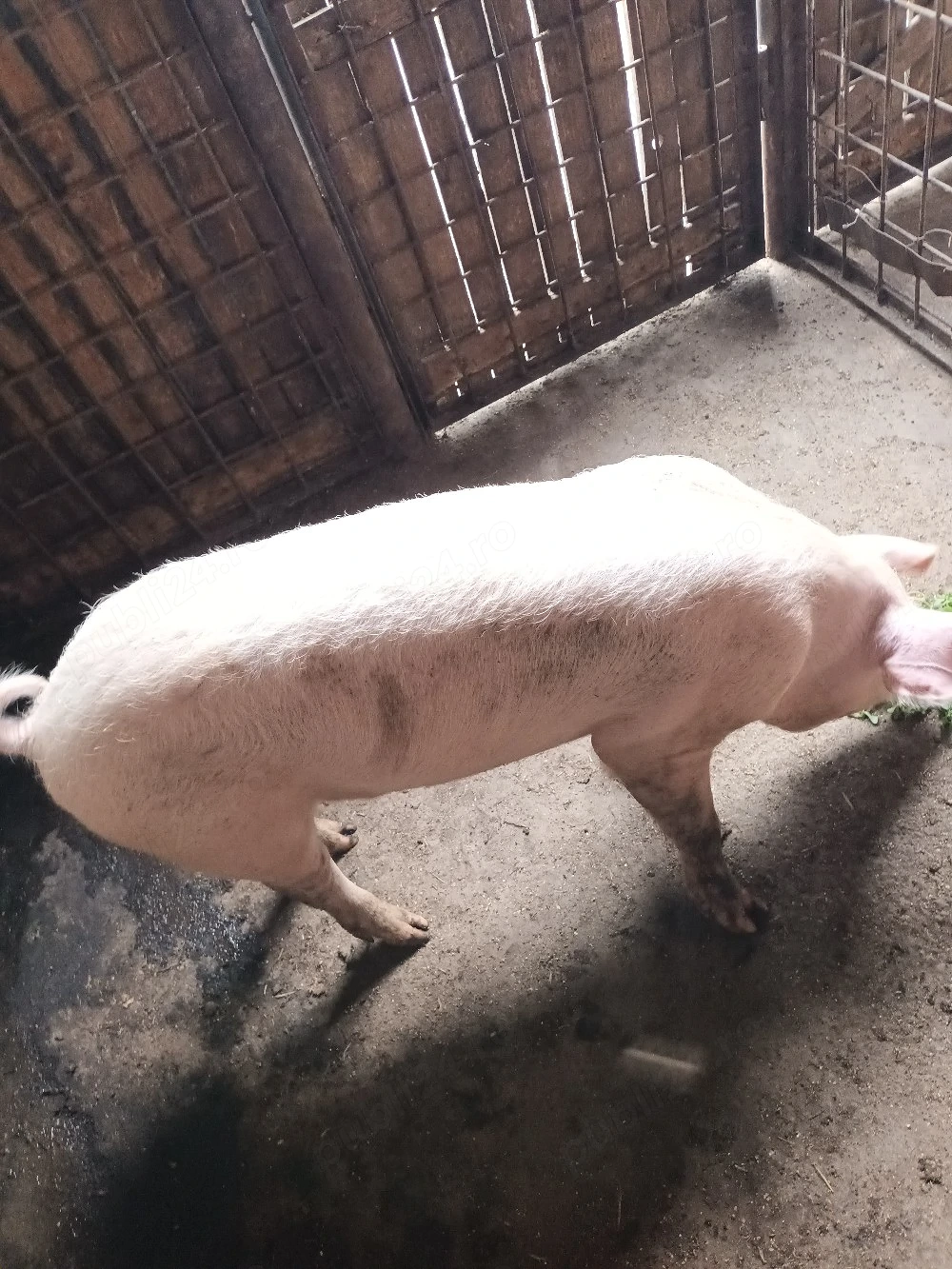 Femelă, 50 kg