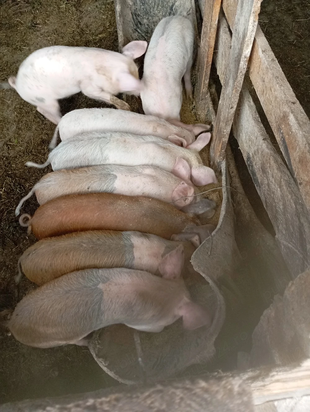 purcei de vânzare 