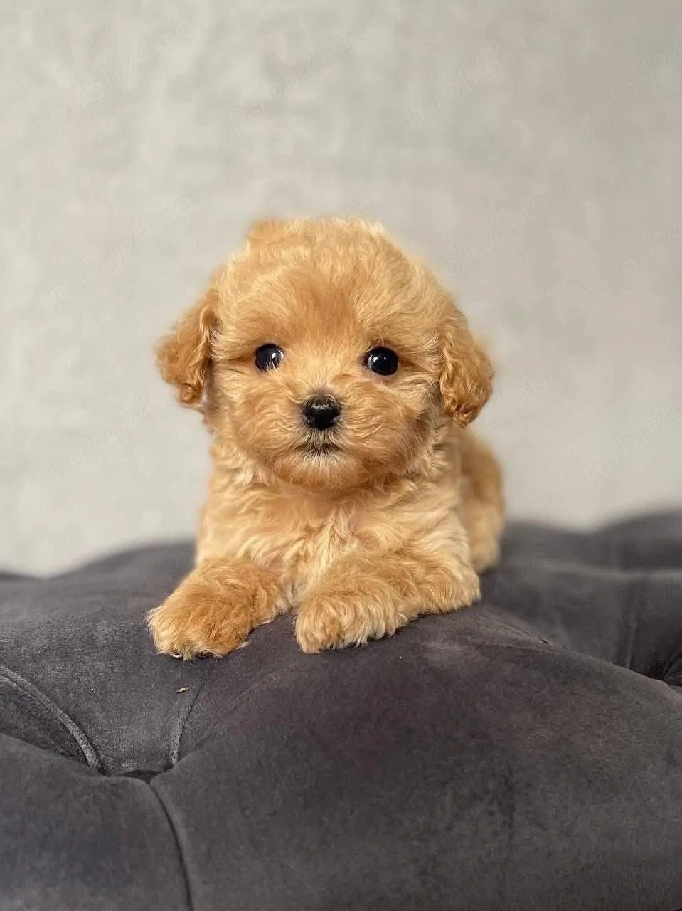 Maltipoo Toy Apricot