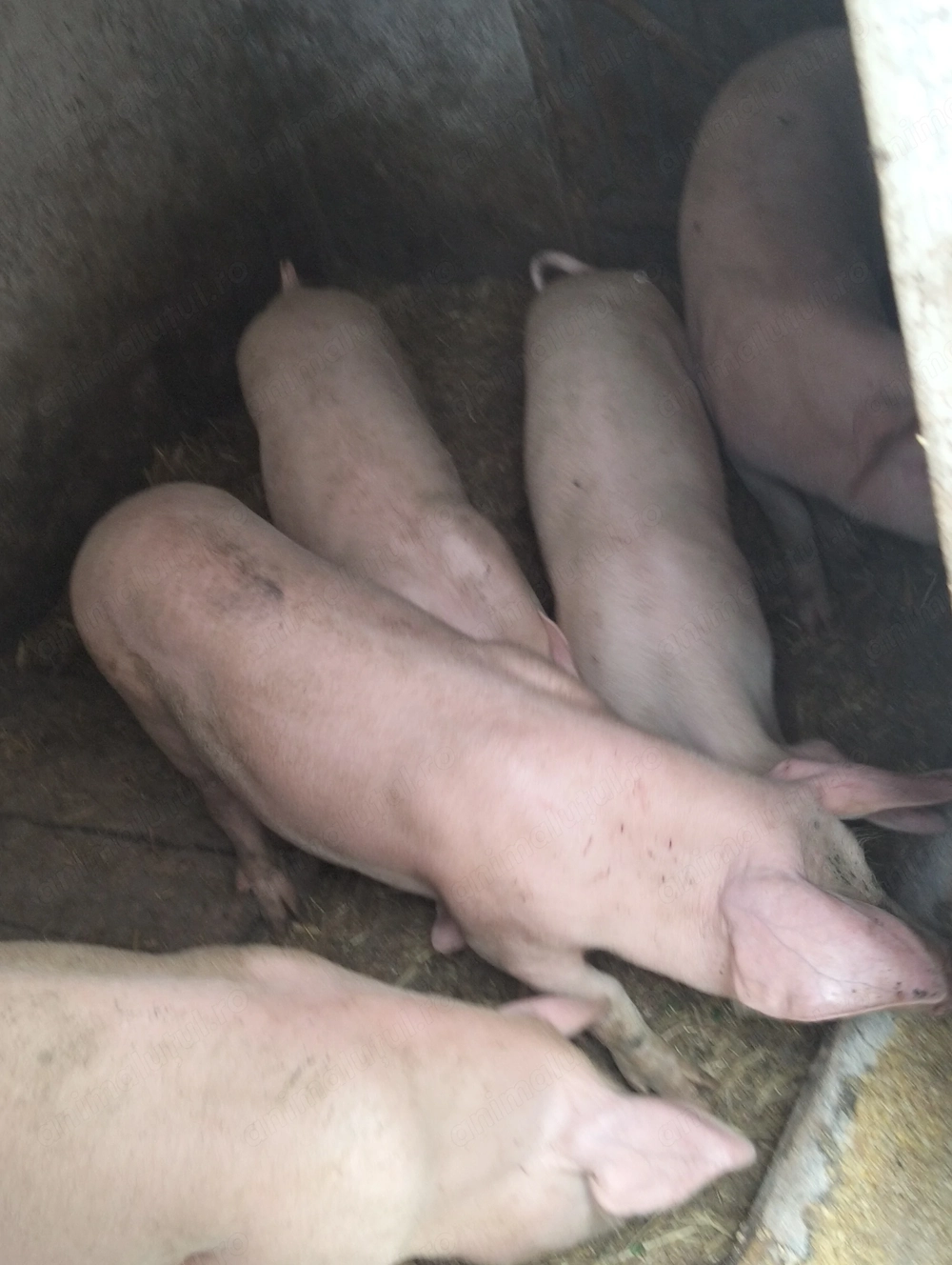 Șoldani marele alb ,35-40 kg,mascuri castrați 