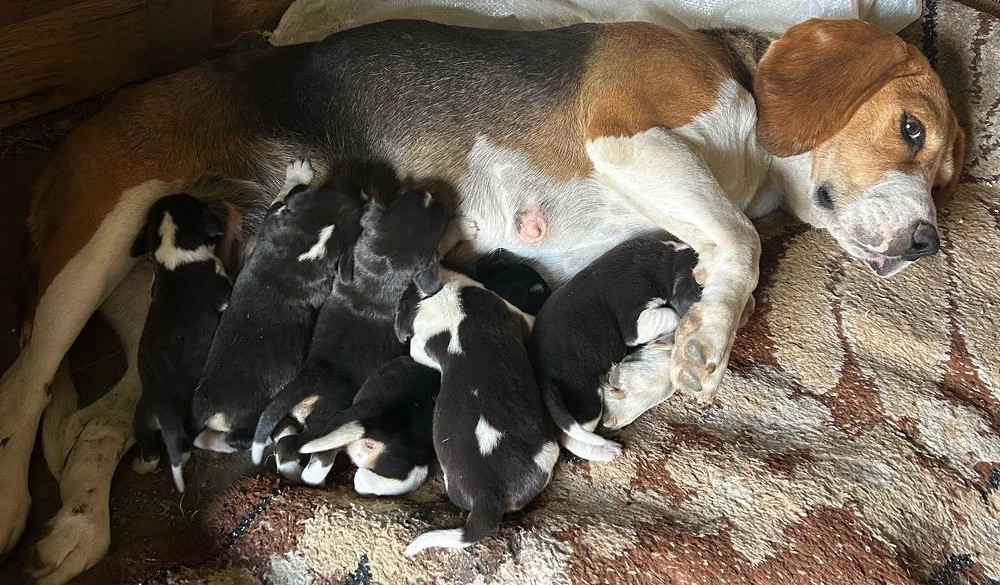Vand beagle cu 6 pui