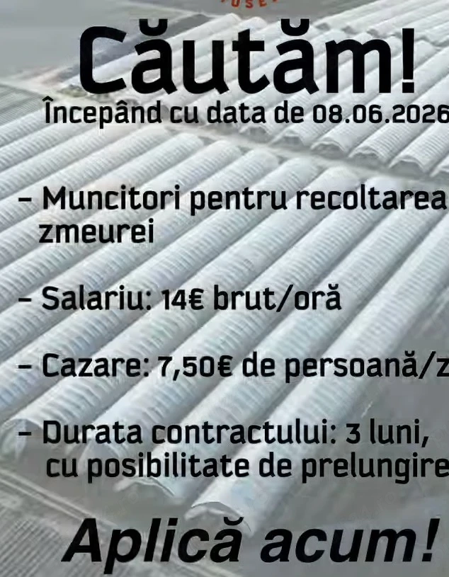 Se caută 2 persoane serioase la zmeură 