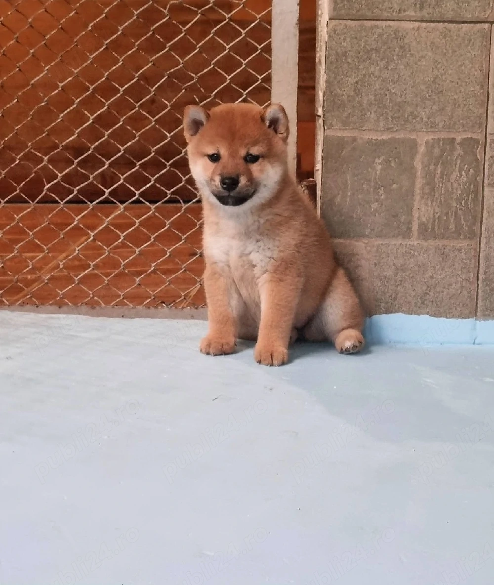 Shiba inu cu pedigree fci