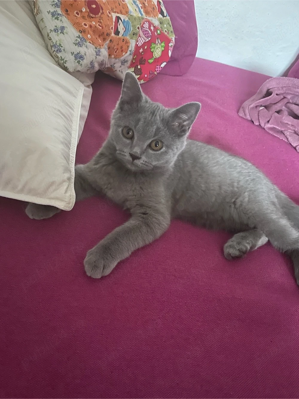 Motănel superb British Shorthair,parinti cu pedigree!!isi caută căsuță