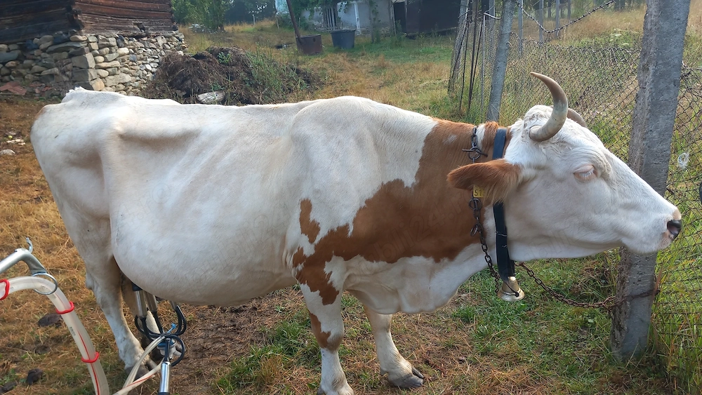 Vaca de vânzare 
