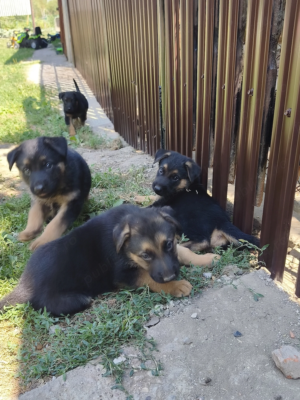  De vânzare pui de ciobănesc german!  Avem  3 femele. Sunt frumoși, sănăto