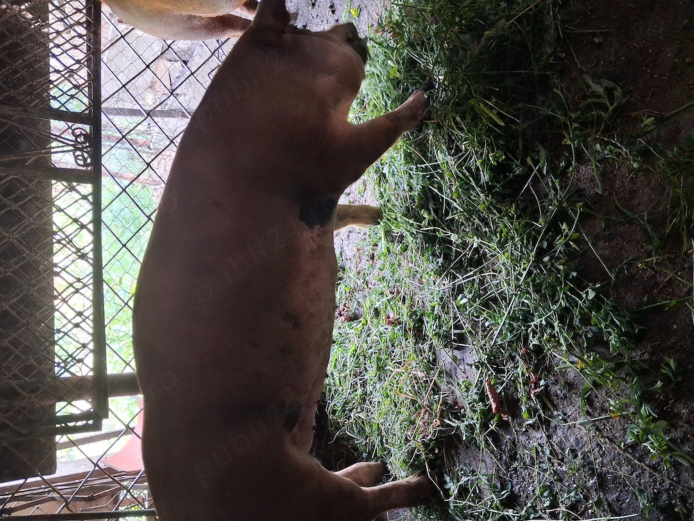 Vind porci durok mascul si femela intre 90k -120kg greutate