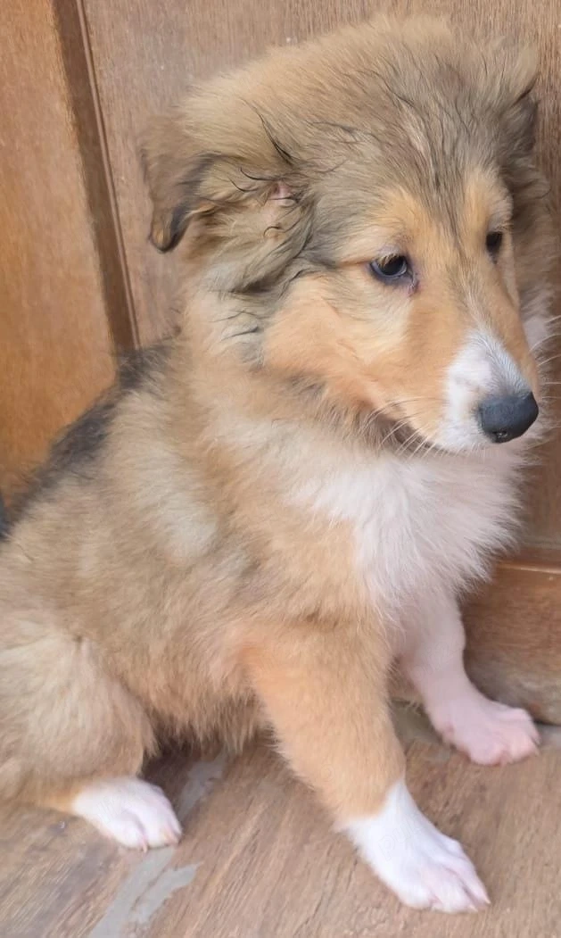 Vand pui mascul rasa Collie Rough tricolor (ciobanesc scotian)