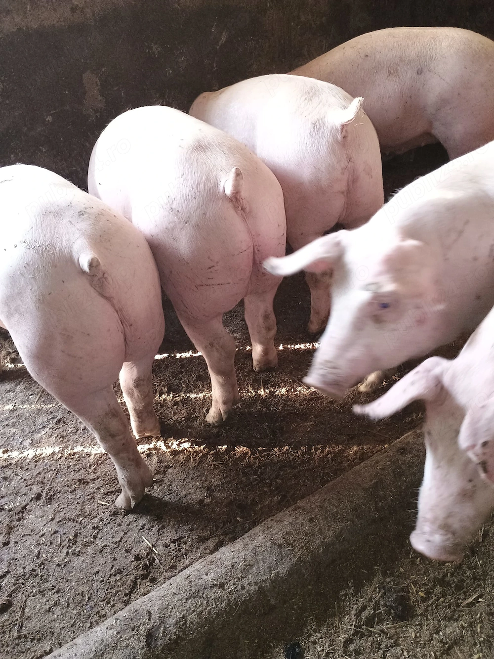 Vând porci