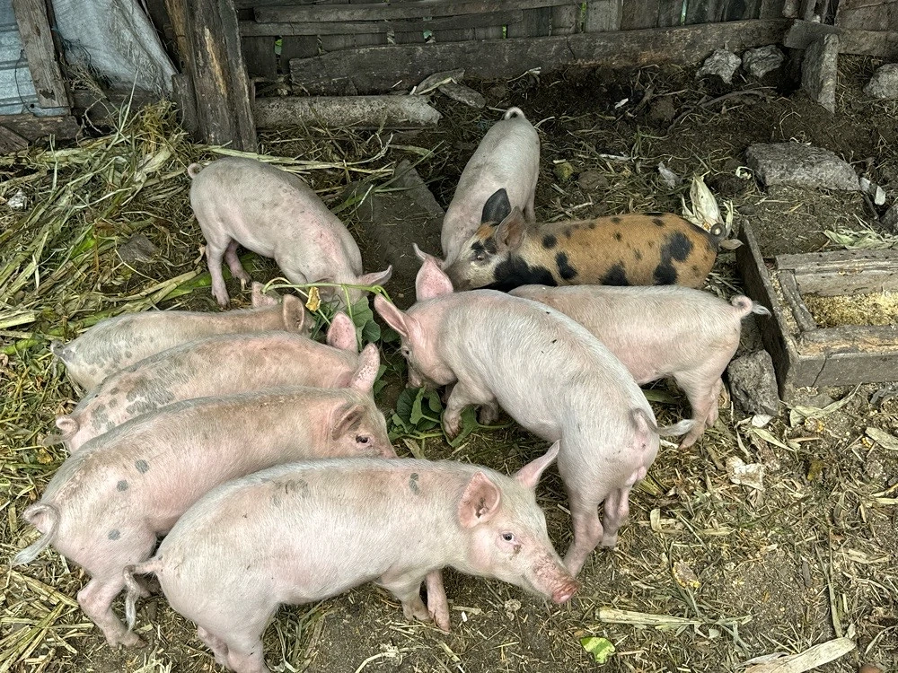 Purcei de 3 luni