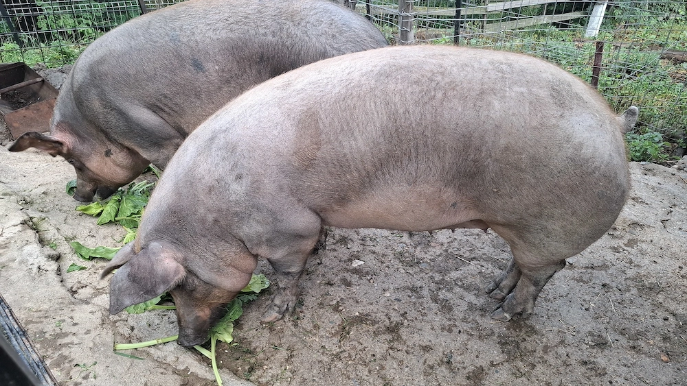 Vând porc de tăiat Duroc