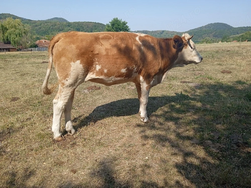 Vând vacă și junincă Bălțată Românească 
