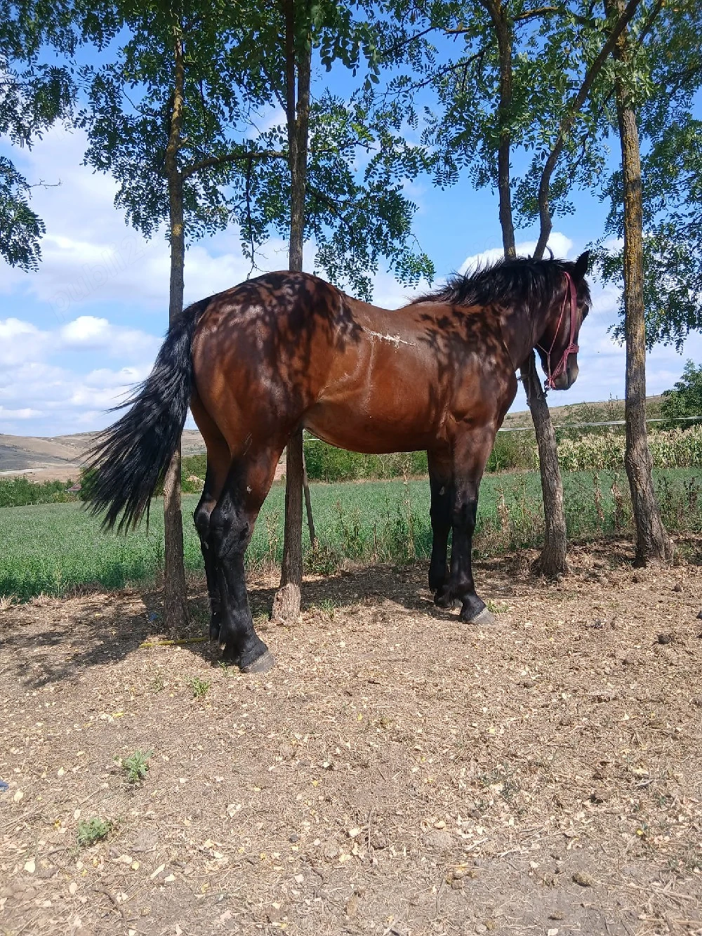 de vânzare urgent mânz fără defecte de 1 an și 4 luni preț 3500 lei preț fix vând urgent 