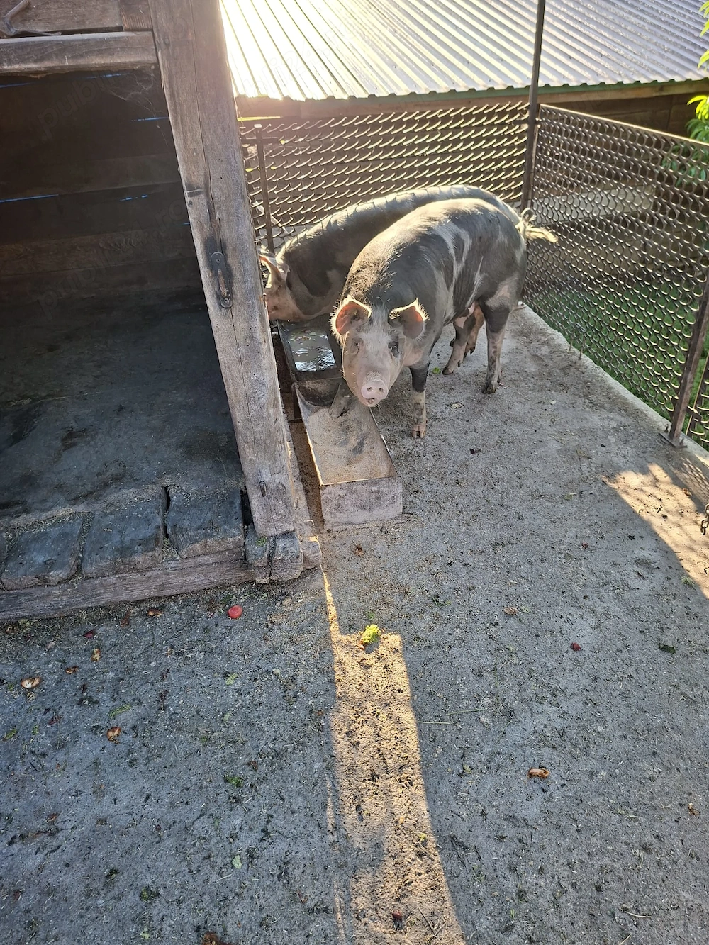 Vând porc pt sacrificat 
