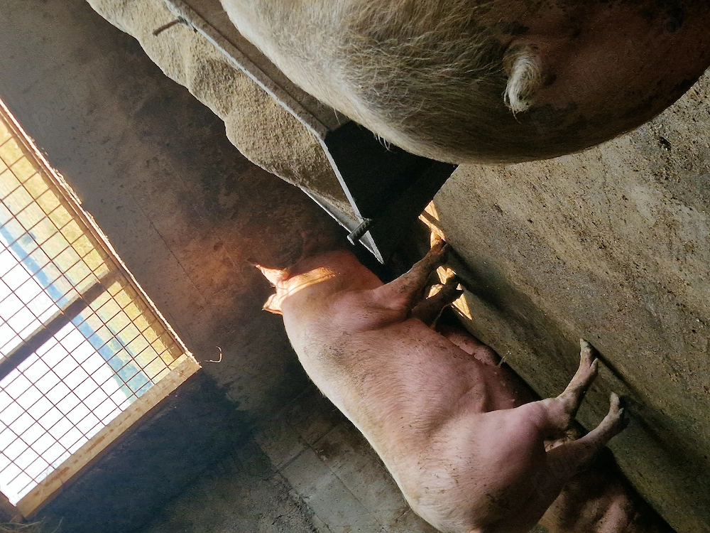 Vând porci de carne