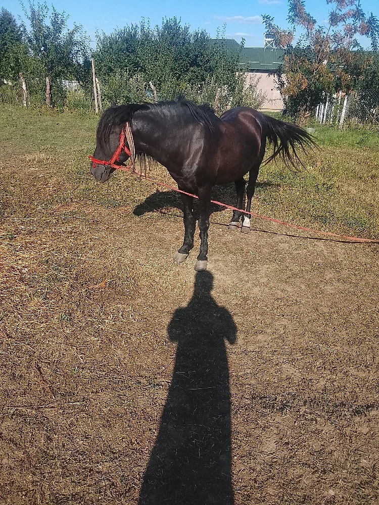 cal de vanzare