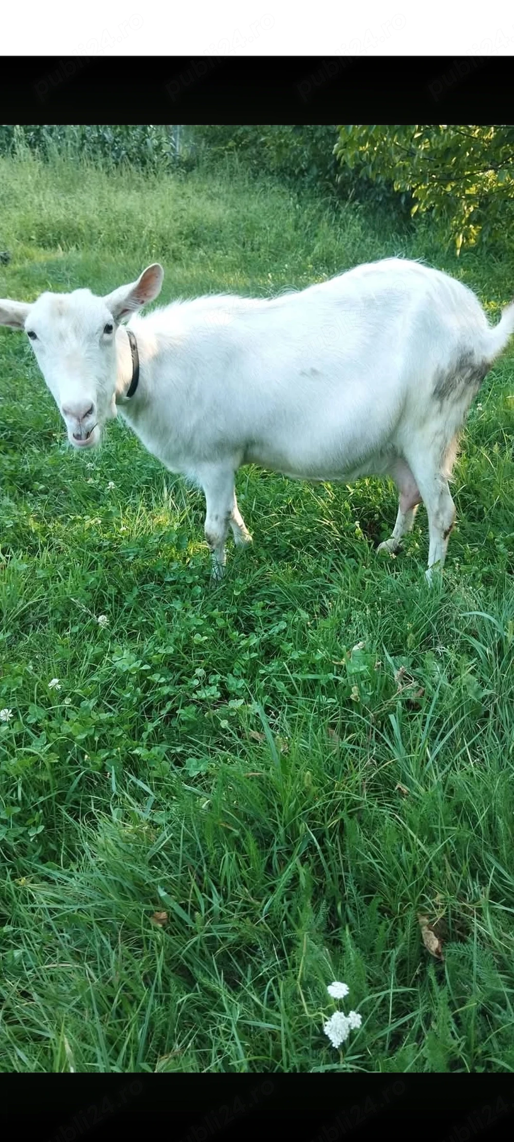 Capră de vânzare 