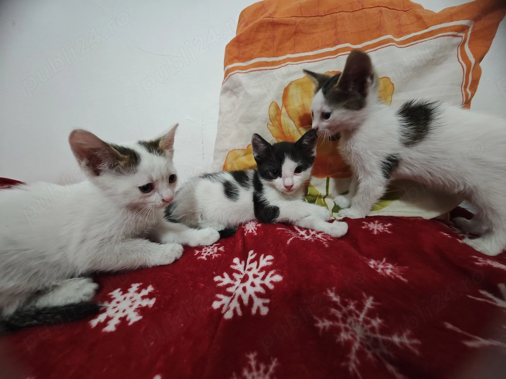Adopție pisoi 6 săptămâni . București 