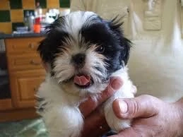 shihtzu alb negru baietel 2 luni