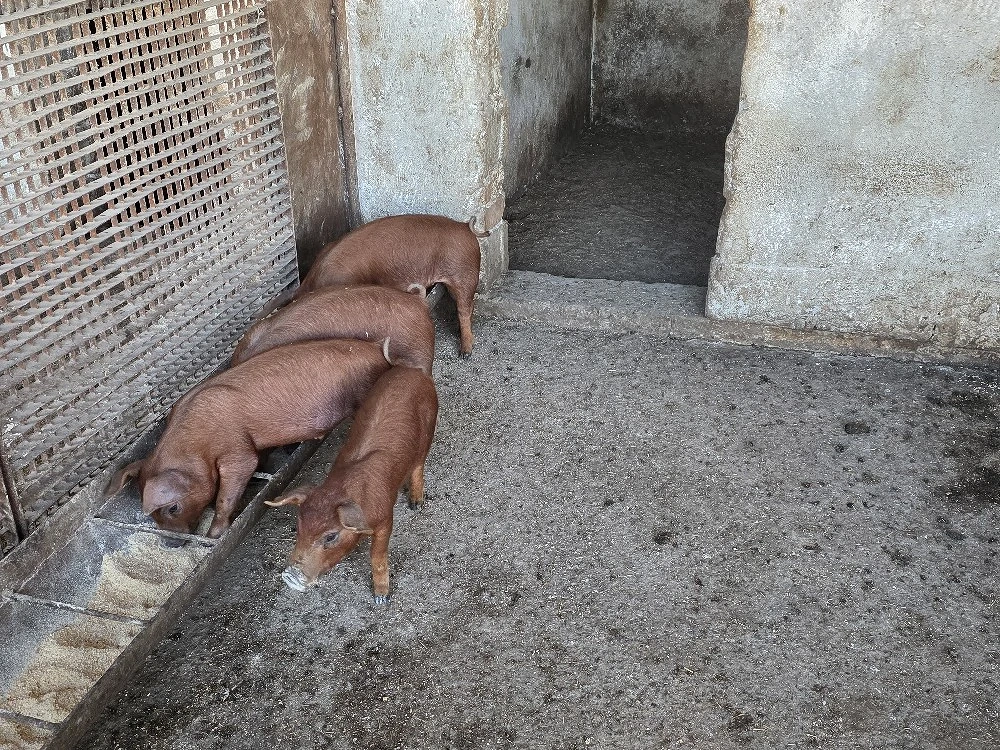Purcei Duroc 