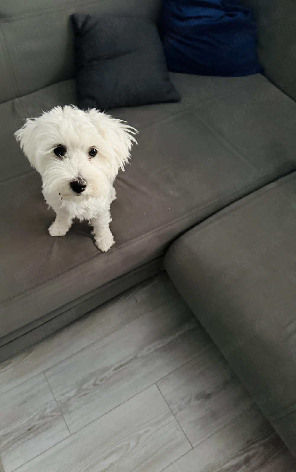 Vând Bichon maltez fetiță vârstă aproape 5 luni 