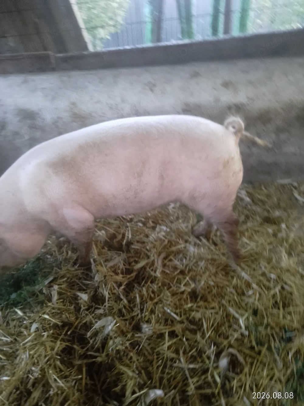 Porci de vînzare