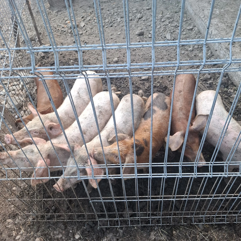 Purcei de țară de vînzare 