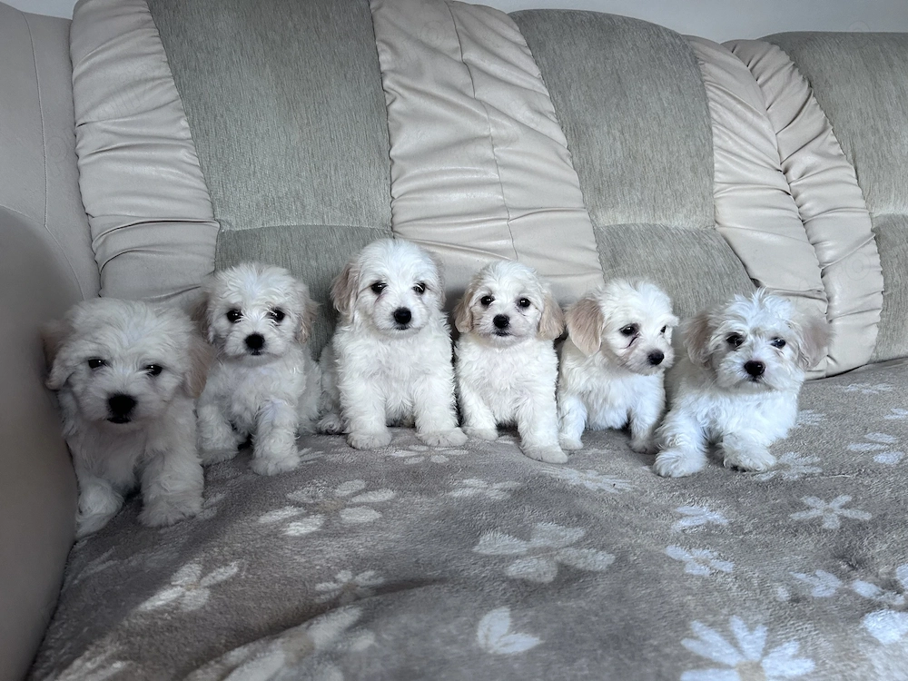 Puiuți de bichon de vânzare 