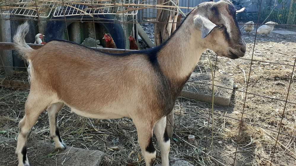 Iezii rasa Toggenburg şi Anglo-nubiană