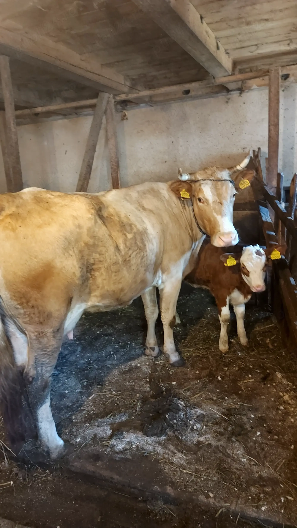 Vaca cu vitea de vanzare