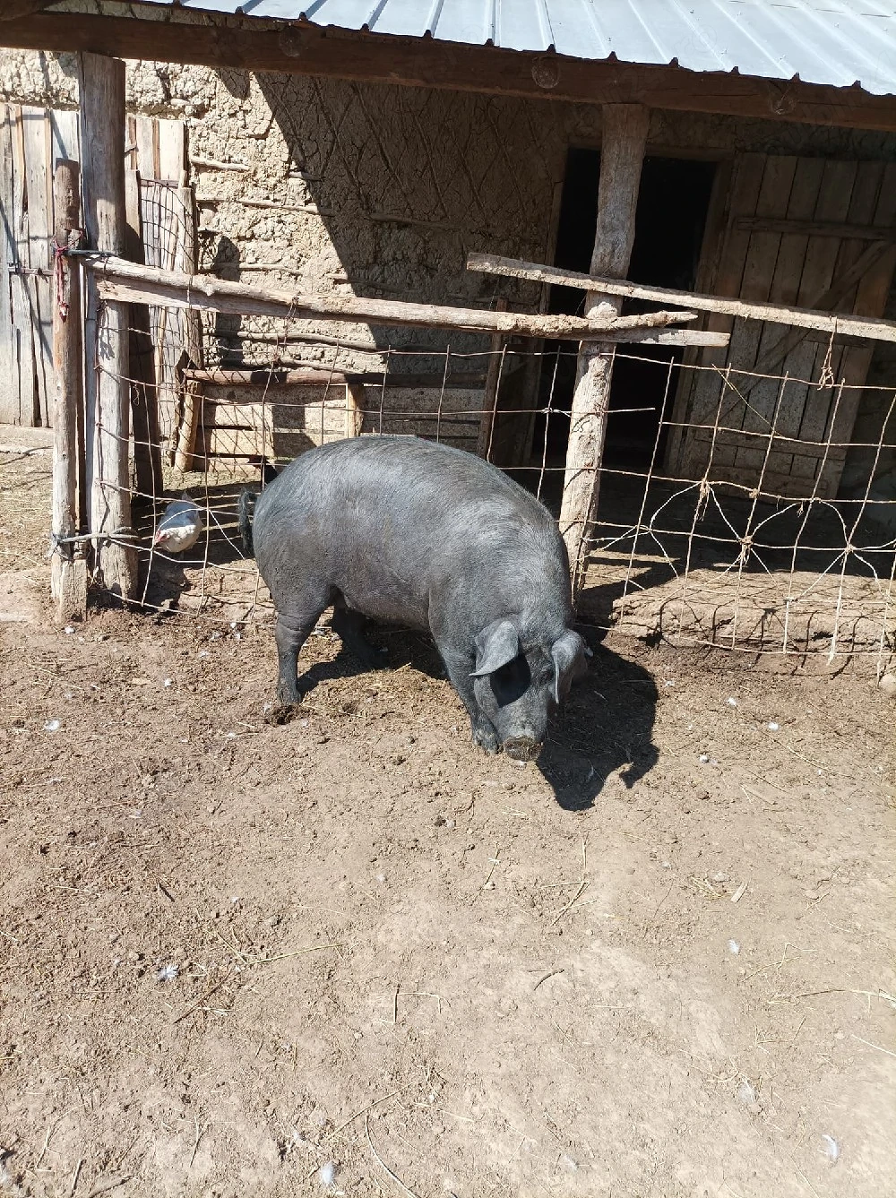 Vand porc in jur de 200kg
