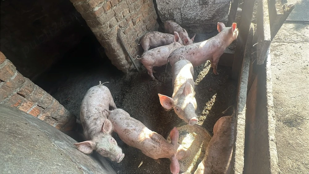 Porci de vânzare 