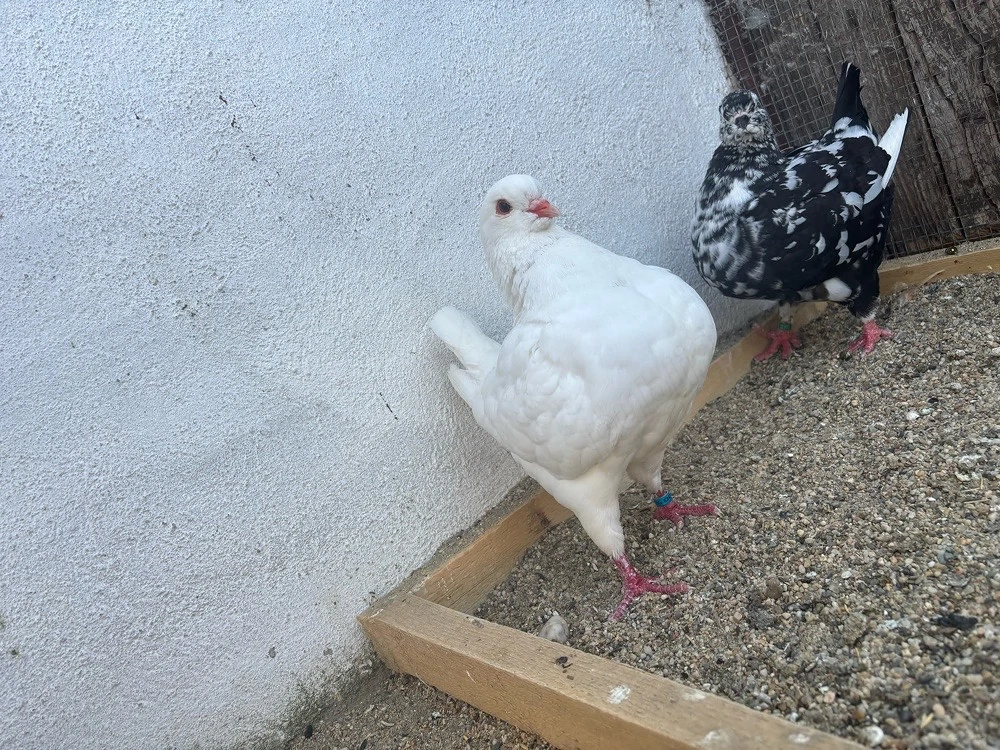 De vanzare voiajori albi si galbeni si kingi 