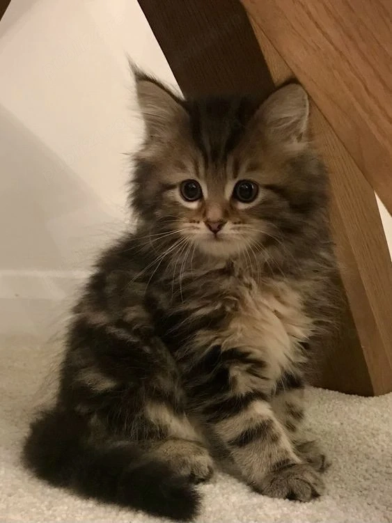 Maine Coon superbi 